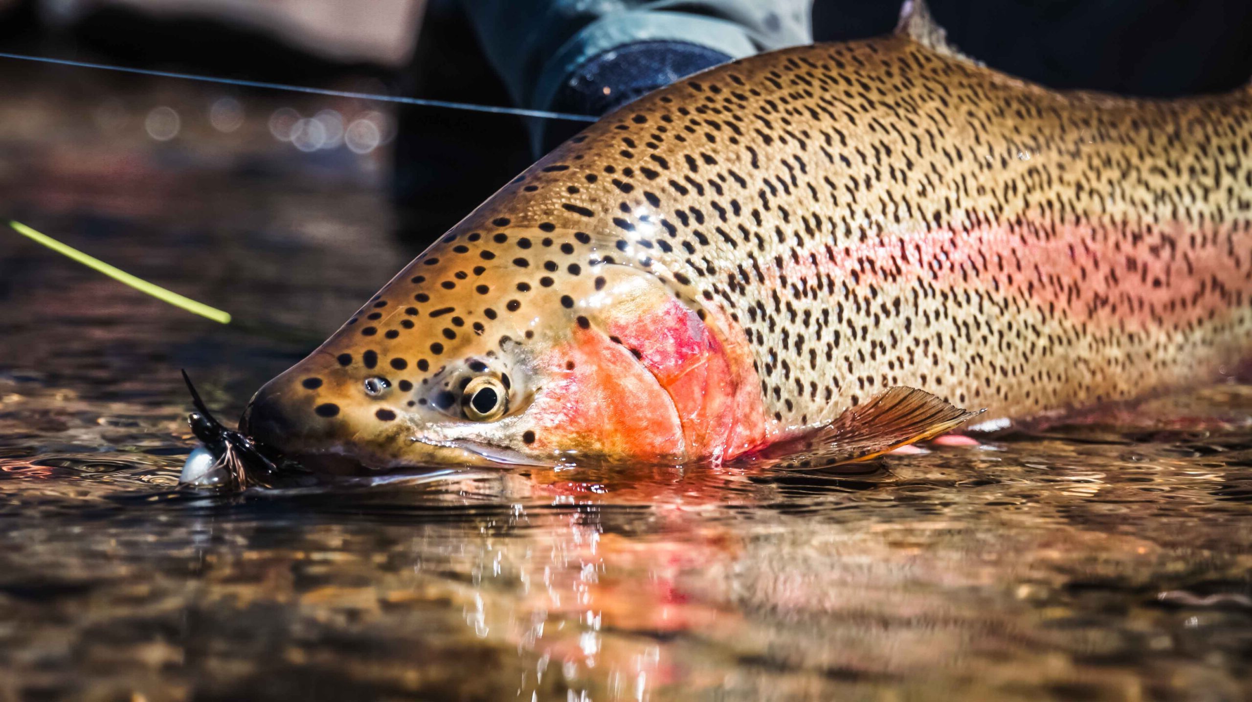 Closeup shot of a dead rainbow trout fish in the water