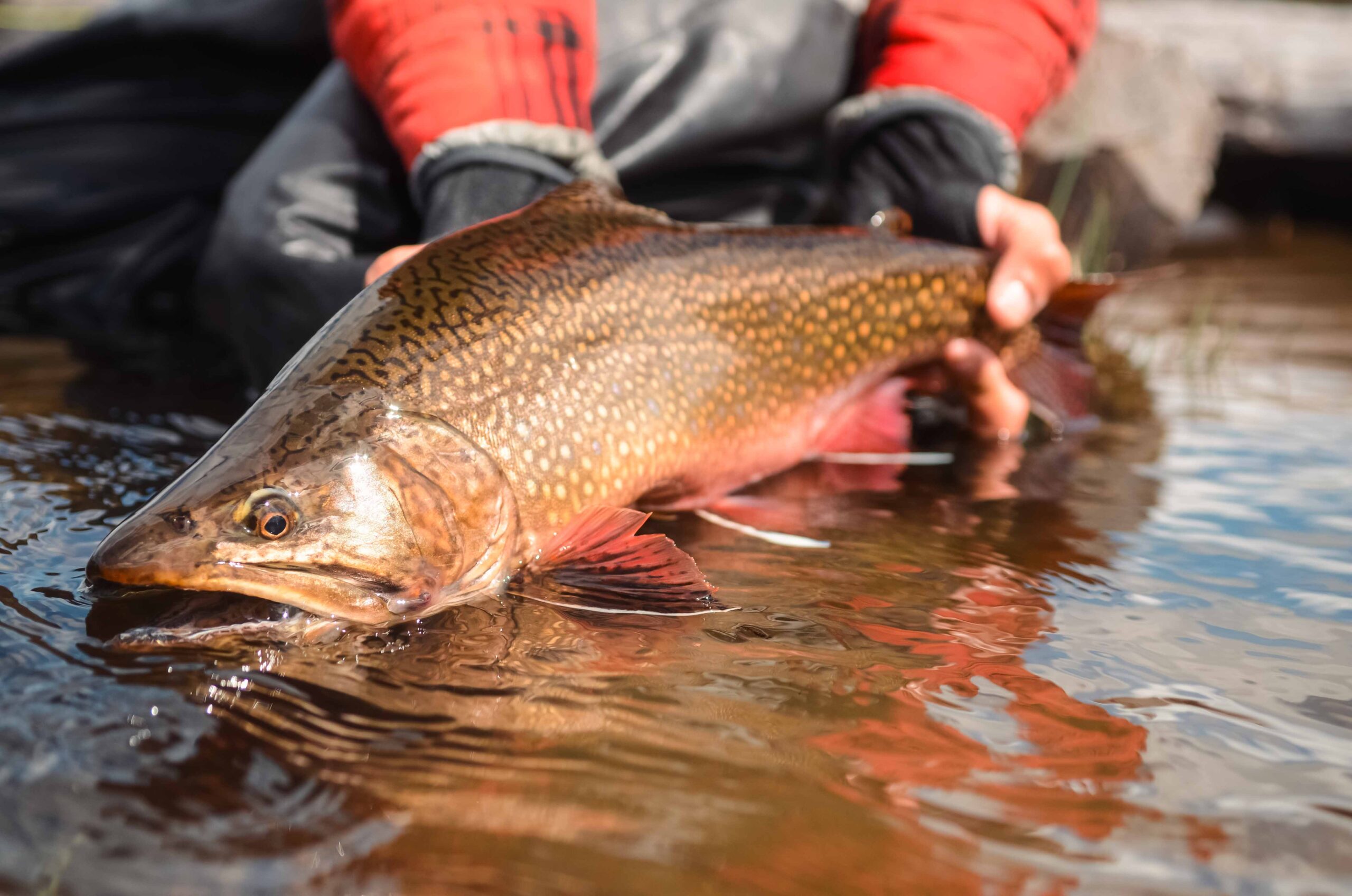 Closeup shot of a fisherman holding a Brook Trout over the water