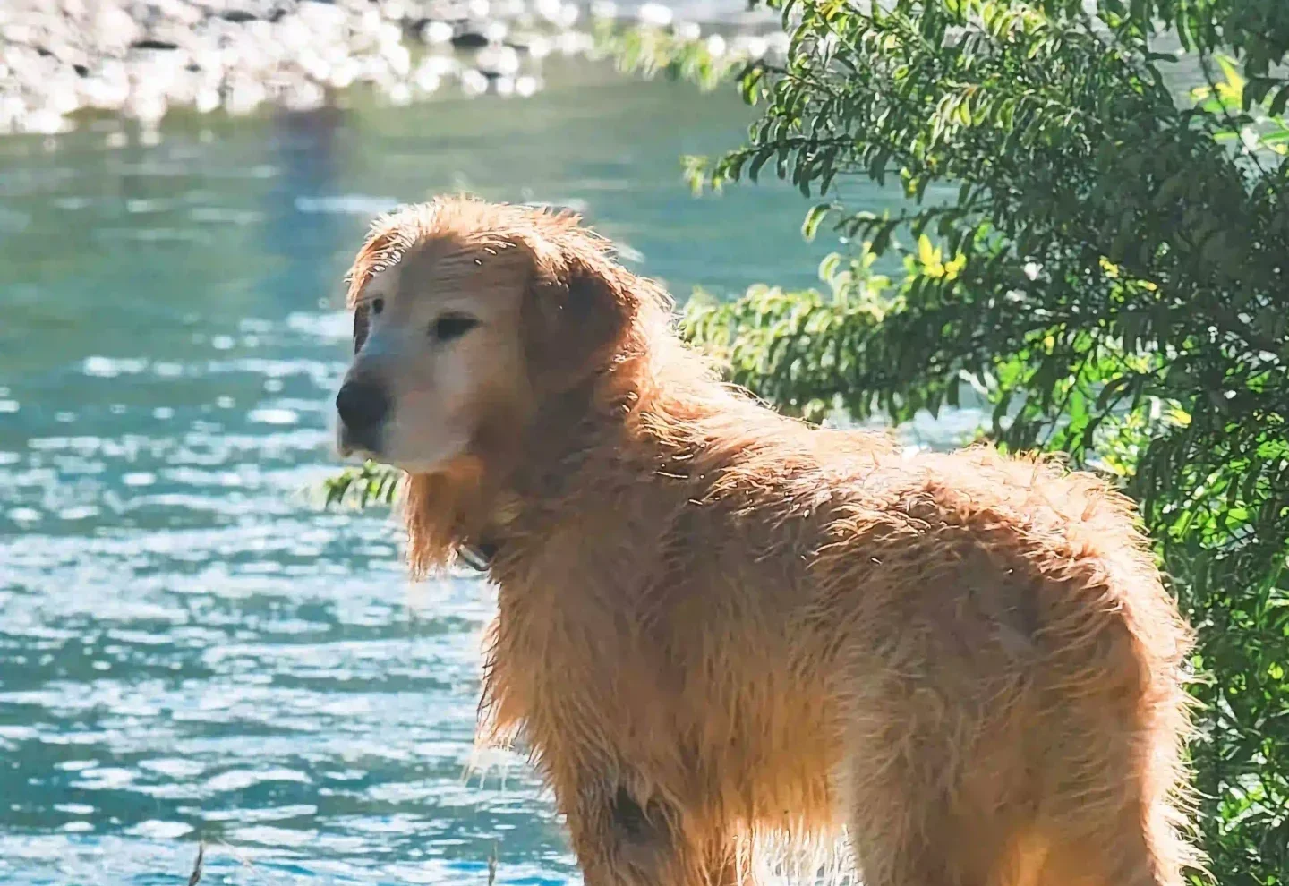 Apu, Emanuel Medina’s golden retriever, at Manso Waters Lodge in the Manso River Valley, Patagonia Argentina.